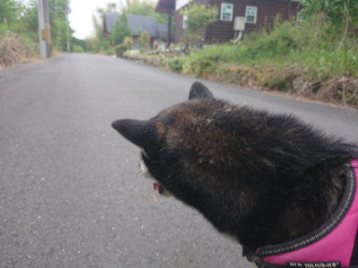 f:id:roukenhome-ann:20190519062422j:plain