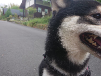 f:id:roukenhome-ann:20190519062429j:plain