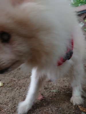 f:id:roukenhome-ann:20190519062439j:plain