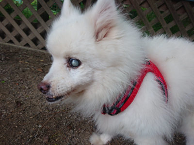 f:id:roukenhome-ann:20190519062444j:plain