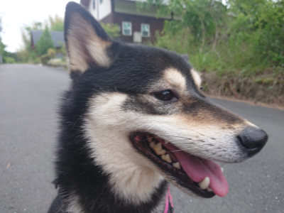 f:id:roukenhome-ann:20190519062457j:plain