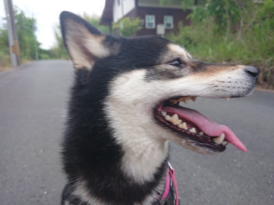f:id:roukenhome-ann:20190519062502j:plain
