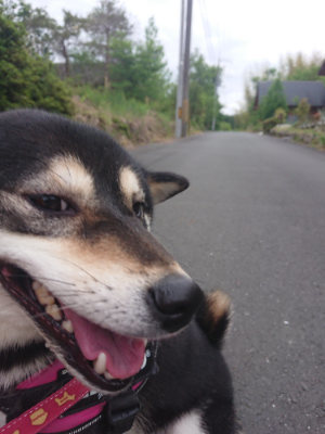 f:id:roukenhome-ann:20190519062507j:plain