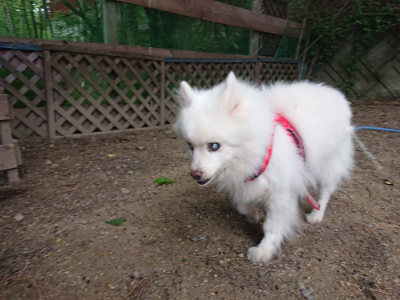 f:id:roukenhome-ann:20190519062605j:plain