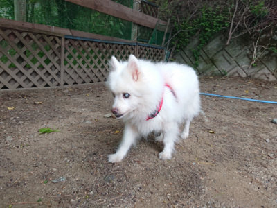 f:id:roukenhome-ann:20190519062619j:plain