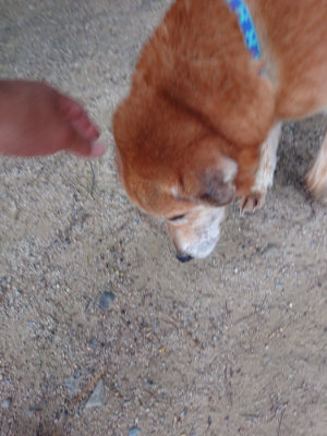 f:id:roukenhome-ann:20190519062728j:plain