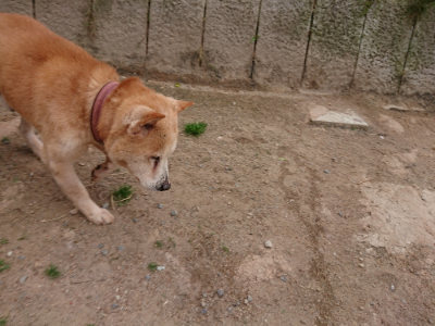 f:id:roukenhome-ann:20190519062807j:plain