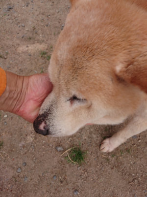 f:id:roukenhome-ann:20190519062833j:plain