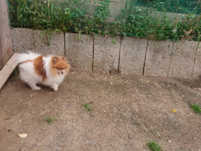 f:id:roukenhome-ann:20190519063645j:plain
