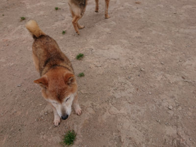 f:id:roukenhome-ann:20190519063727j:plain