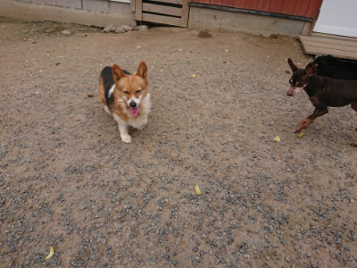 f:id:roukenhome-ann:20190519063821j:plain