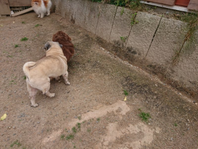 f:id:roukenhome-ann:20190519063912j:plain