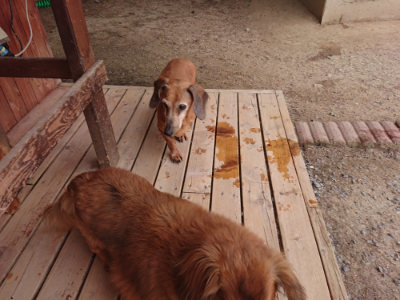 f:id:roukenhome-ann:20190519063942j:plain