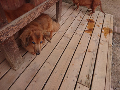 f:id:roukenhome-ann:20190519064108j:plain