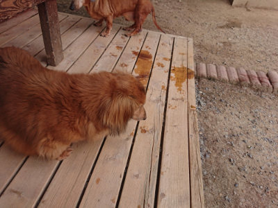 f:id:roukenhome-ann:20190519064145j:plain