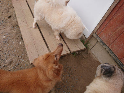 f:id:roukenhome-ann:20190519064155j:plain