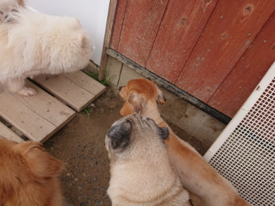 f:id:roukenhome-ann:20190519064218j:plain