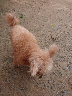 f:id:roukenhome-ann:20190519064222j:plain