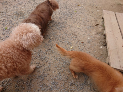 f:id:roukenhome-ann:20190519064226j:plain