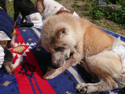 f:id:roukenhome-ann:20190519110451j:plain
