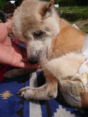 f:id:roukenhome-ann:20190519110528j:plain