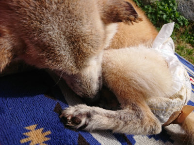 f:id:roukenhome-ann:20190519110555j:plain