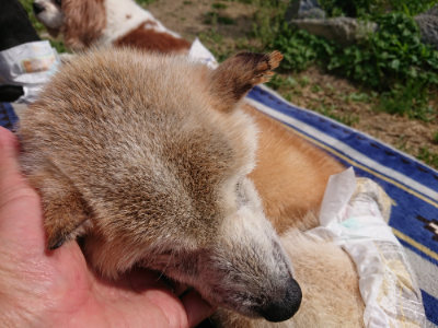 f:id:roukenhome-ann:20190519110559j:plain