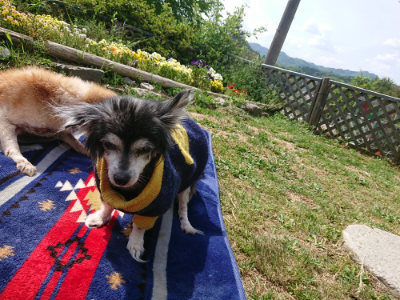 f:id:roukenhome-ann:20190519110725j:plain