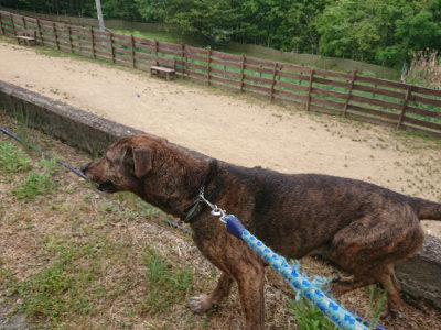 f:id:roukenhome-ann:20190519112629j:plain