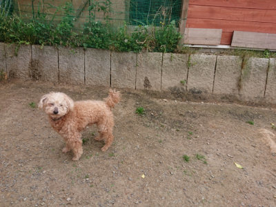 f:id:roukenhome-ann:20190519112659j:plain