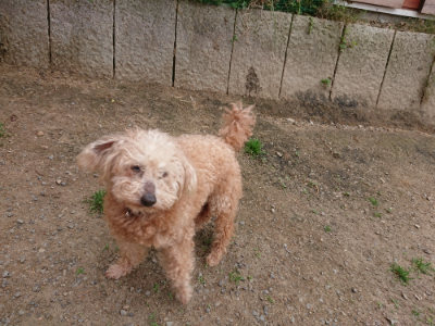 f:id:roukenhome-ann:20190519112728j:plain
