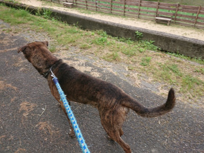 f:id:roukenhome-ann:20190519112905j:plain