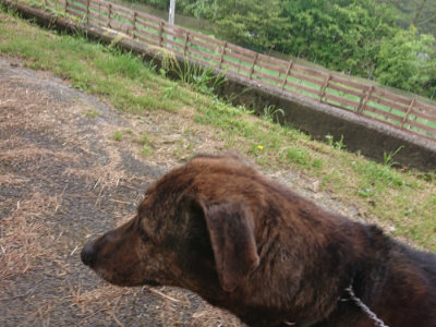 f:id:roukenhome-ann:20190519112932j:plain