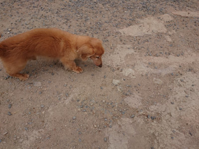 f:id:roukenhome-ann:20190519113213j:plain