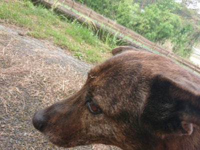 f:id:roukenhome-ann:20190519113237j:plain