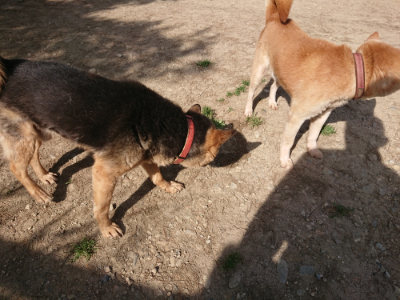 f:id:roukenhome-ann:20190519113516j:plain
