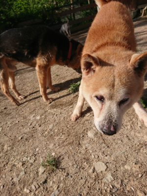 f:id:roukenhome-ann:20190519113551j:plain