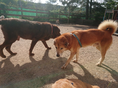 f:id:roukenhome-ann:20190519113558j:plain