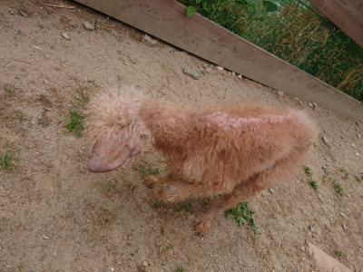 f:id:roukenhome-ann:20190519113850j:plain