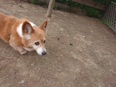 f:id:roukenhome-ann:20190519114032j:plain
