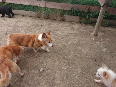 f:id:roukenhome-ann:20190519120224j:plain