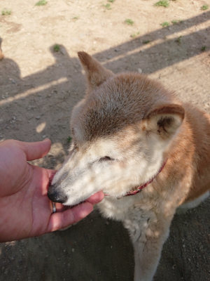 f:id:roukenhome-ann:20190519121700j:plain