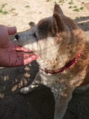 f:id:roukenhome-ann:20190519121750j:plain