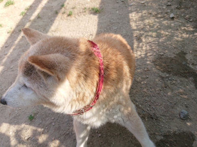 f:id:roukenhome-ann:20190519121836j:plain