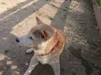 f:id:roukenhome-ann:20190519121945j:plain