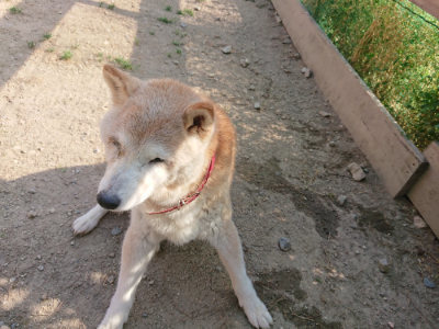 f:id:roukenhome-ann:20190519122051j:plain
