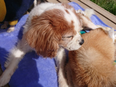 f:id:roukenhome-ann:20190519123735j:plain