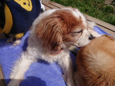 f:id:roukenhome-ann:20190519123948j:plain