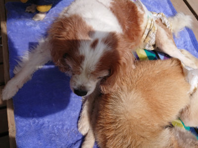 f:id:roukenhome-ann:20190519124102j:plain