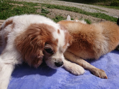 f:id:roukenhome-ann:20190519125829j:plain